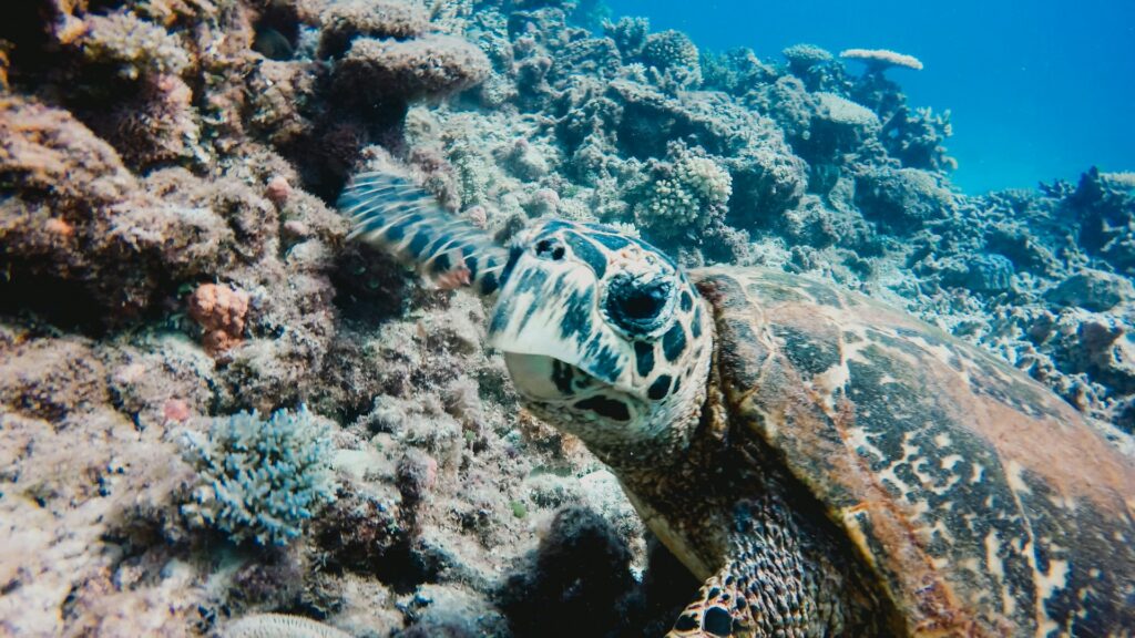 australia, turtle, diversity, and coral reef in Australia by Julie