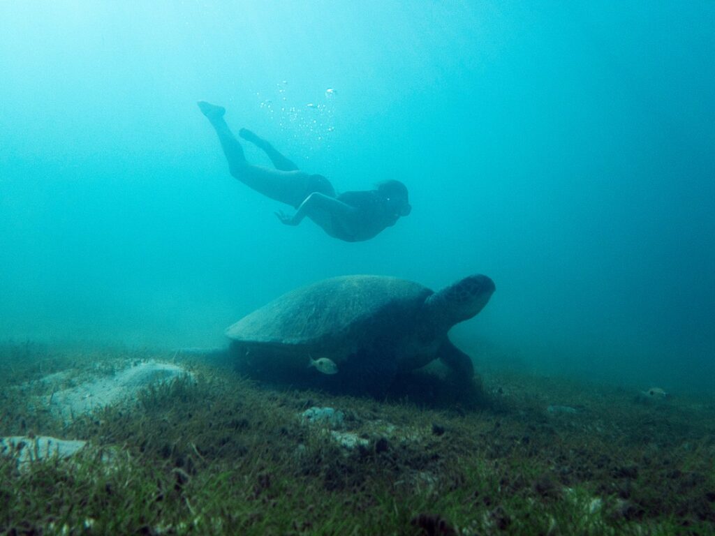 volunteer swimming with sea turtle underwater