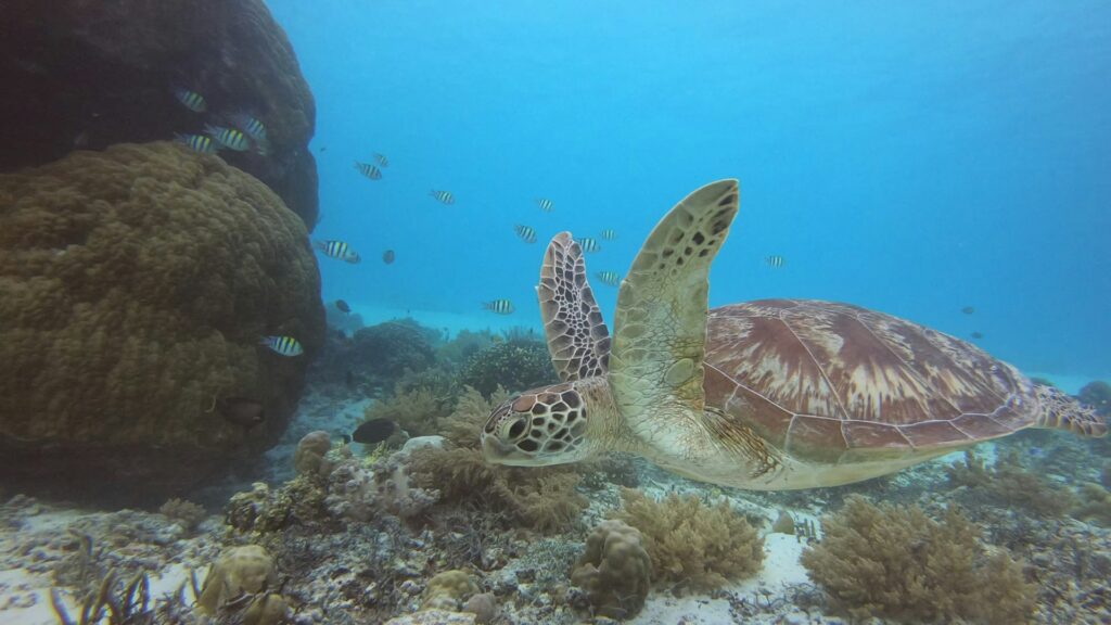 blue, bali, underwater, and indonesia in Indonésie by Narno