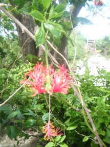 Madagascar Volunteer Flora