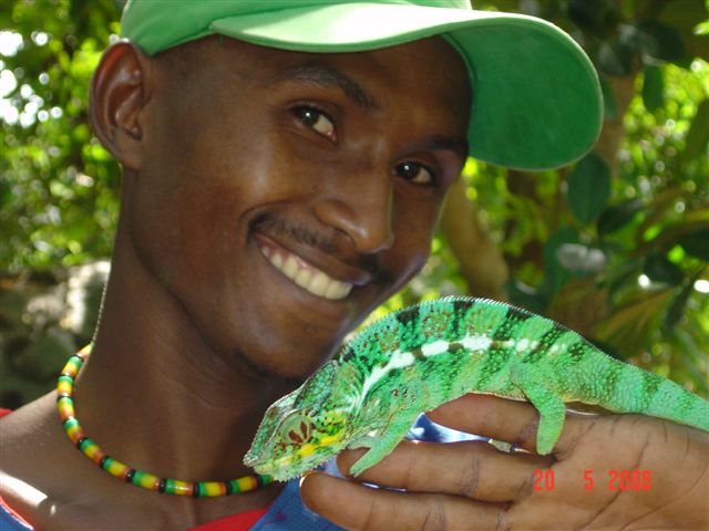 Madagascar Volunteer Chameleon