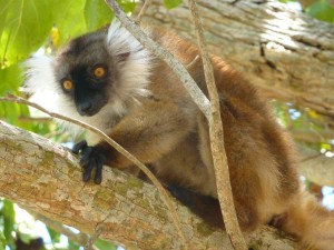 Madagascar Volunteer Black Lemur