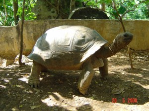 Madagascar Volunteer Tortoise