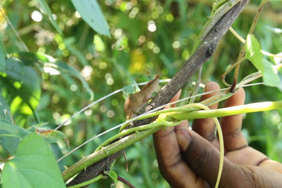 Madagascar Volunteer Forest Conservation Chameleon