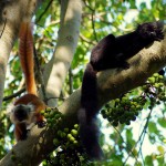 Is Ecotourism Benefiting Madagascar’s Black Lemur?