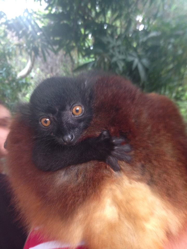 Madagascar Volunteer Black Lemur