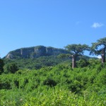 Ankarana Forest Reserve
