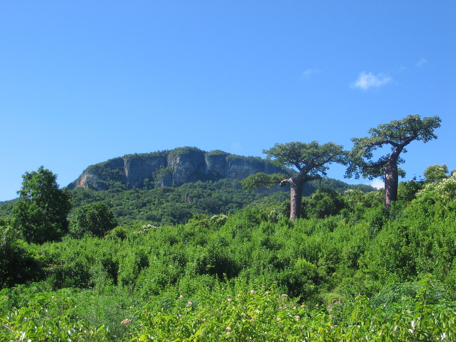 Madagascar Volunteer - Ankarana Forest Reserve