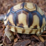 Madagascar Conservation: The Angonoka Tortoise