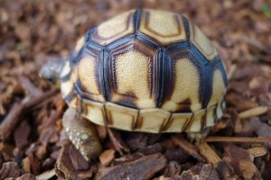 Madagascar Volunteer - Conservation: The Angonoka Tortoise