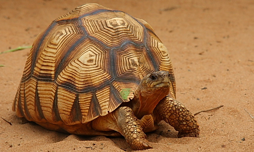Madagascar Volunteer - Conservation: The Angonoka Tortoise