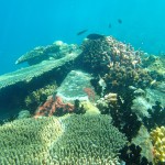 Artificial Coral Reefs at Turtle Cove