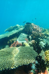 Coral Reef - Madagascar Volunteer
