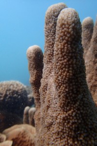 Madagascar Volunteer - Coral