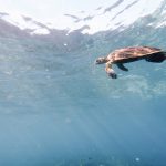 Marine Conservation: Volunteers Turtle Surveys
