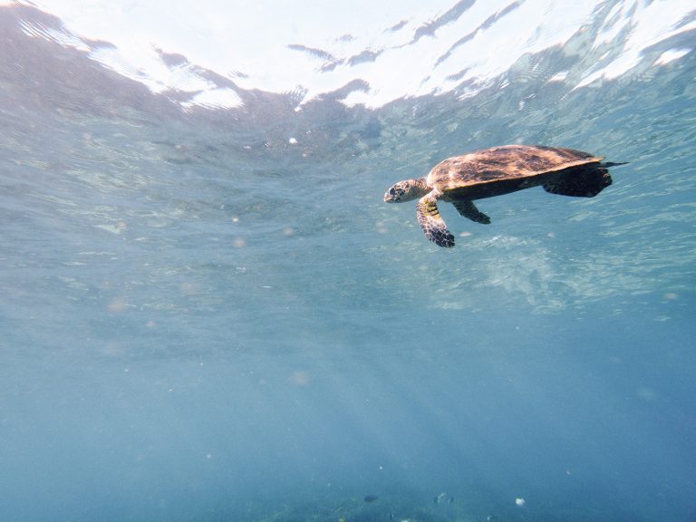 Madagascar volunteers turtle survey