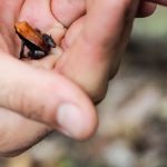 Volunteer Programs: Forest Walk