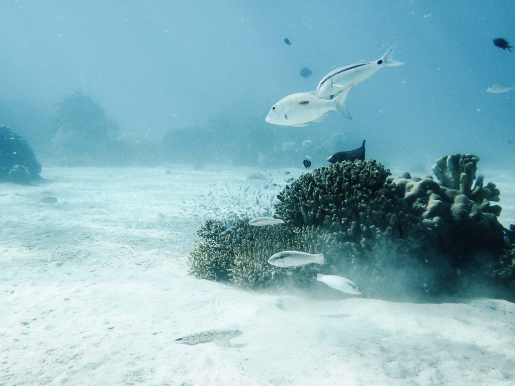 Tanikely dive_10