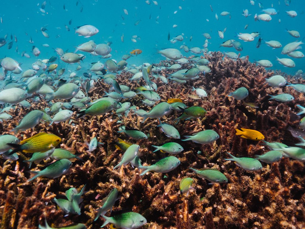 Volunteers Spend a Day on Nosy Tanikely