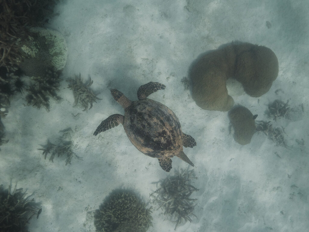 Volunteers Spend a Day on Nosy Tanikely, Madagascar
