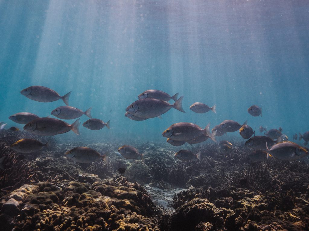 Volunteers Spend a Day on Nosy Tanikely