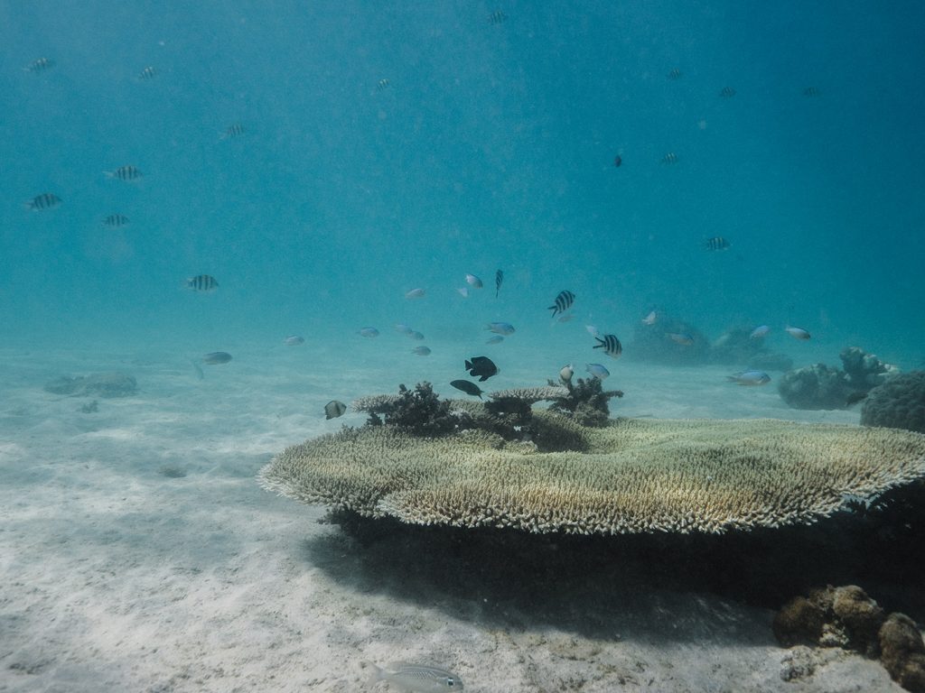 Volunteers Spend a Day on Nosy Tanikely, Madagascar