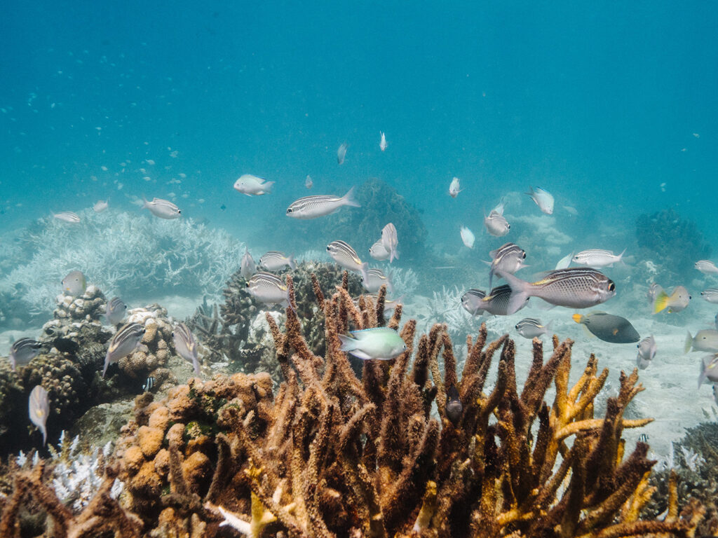 Volunteers Spend a Day on Nosy Tanikely