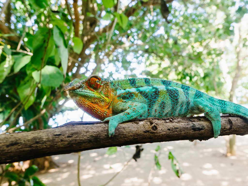 Volunteers Spend a Day on Nosy Tanikely, Madagascar