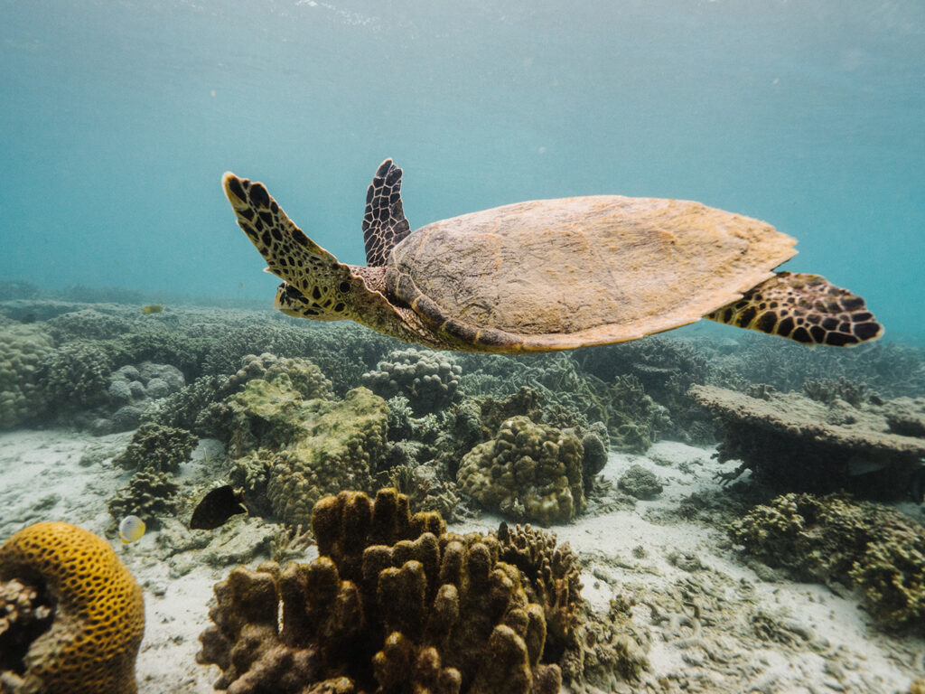 Volunteers Spend a Day on Nosy Tanikely
