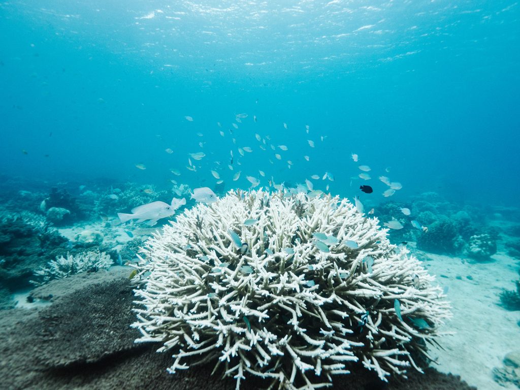 Volunteers Spend a Day on Nosy Tanikely, Madagascar
