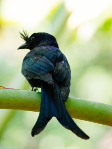 Volunteer Bird Walk - Madagascar Crested Drongo