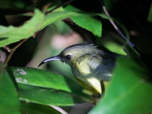 Volunteer Bird Walk - Souimanga Sunbird