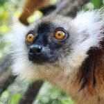 Illegal Trade Poses a Major Threat to Lemurs in Madagascar