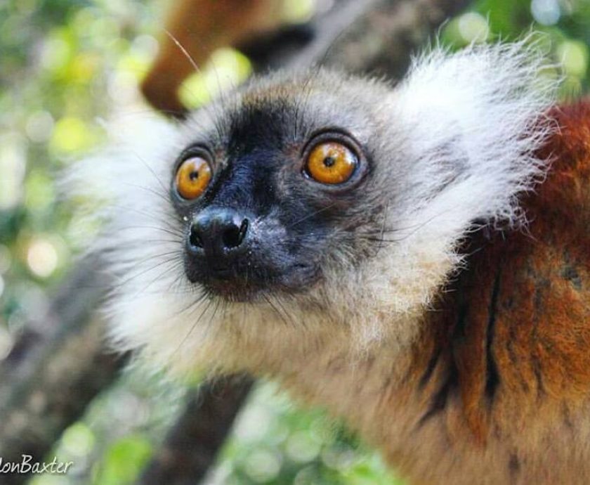 Madagascar Volunteer: Trade in Black Lemurs