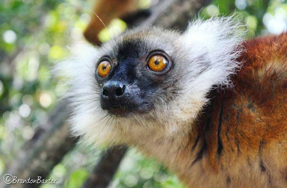 Madagascar Volunteer: Trade in Black Lemurs