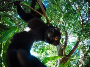 Madagascar Volunteer: Trade of Black Lemurs