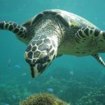 Nested Hawksbill Sea Turtle Returns to the Sea