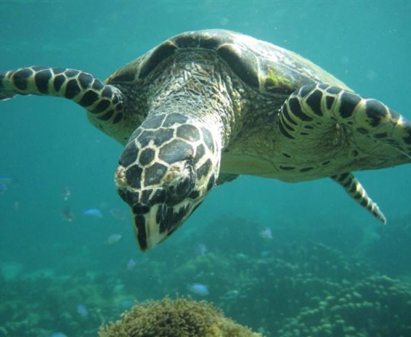 Madagascar Volunteer - Hawksbill Sea Turtle