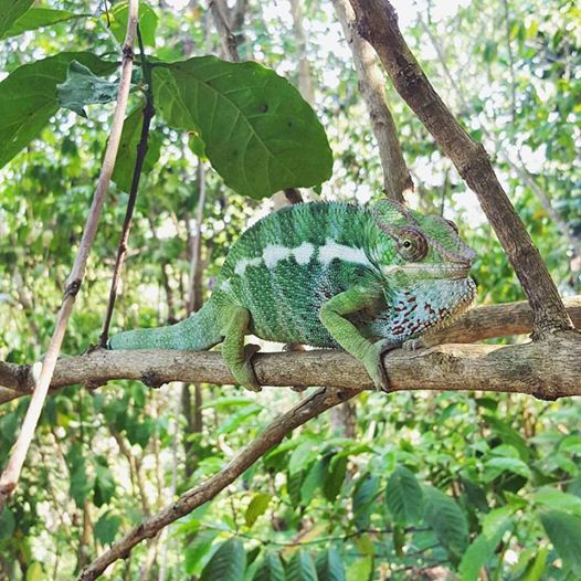 Madagascar Volunteer - Panther Chameleon