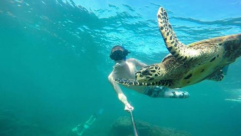 Madagascar Volunteer - Hawksbill Sea Turtle