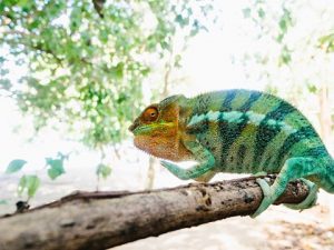 Madagascar Volunteer - male Panther Chameleon