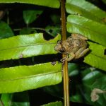 Madagascar Research and Conservation Institute Staff Publish Herpetology Article