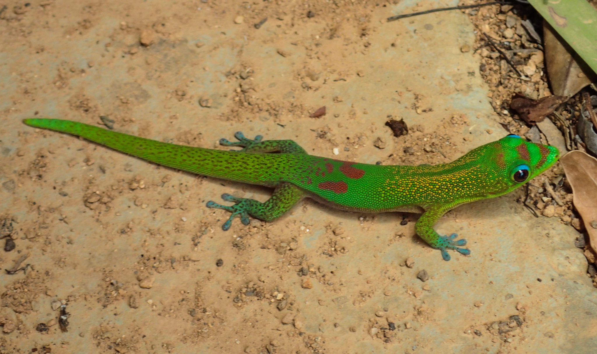 Madagascar Research and Conservation Institute Staff Publish Herpetology Article