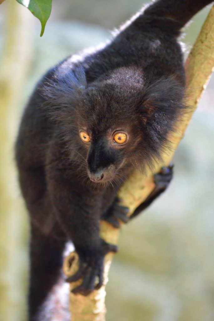 forest conservation lemur survey