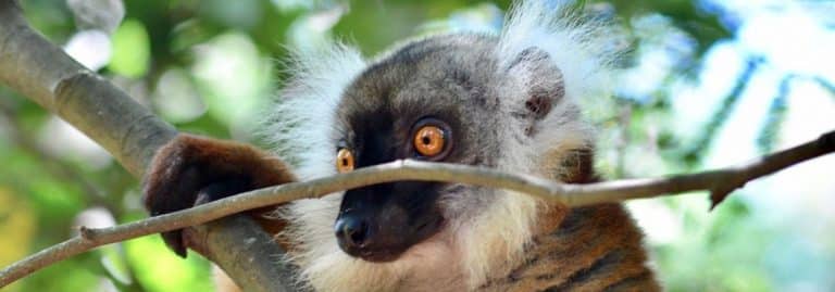 nosy be Madagascar lemur