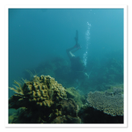 MPA Reef Survey with MRCI