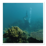 MPA Reef Survey with MRCI