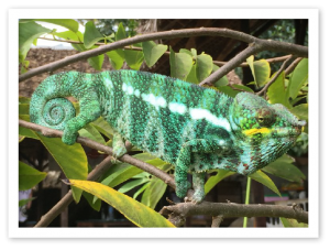 Male Panther Chameleon Nosy Komba MRCI 2