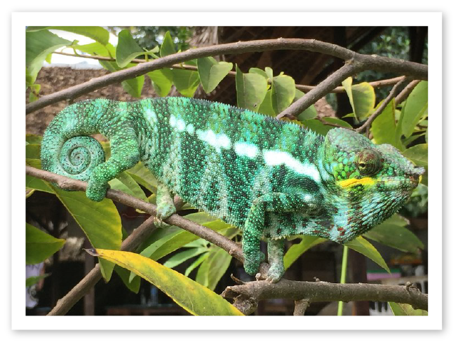 Male Panther Chameleons Nosy Komba MRCI 2