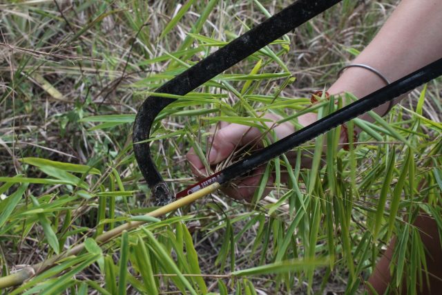 CuttingBambooShoot_foresthike_23july2018_ Bamboo Straw Initiative